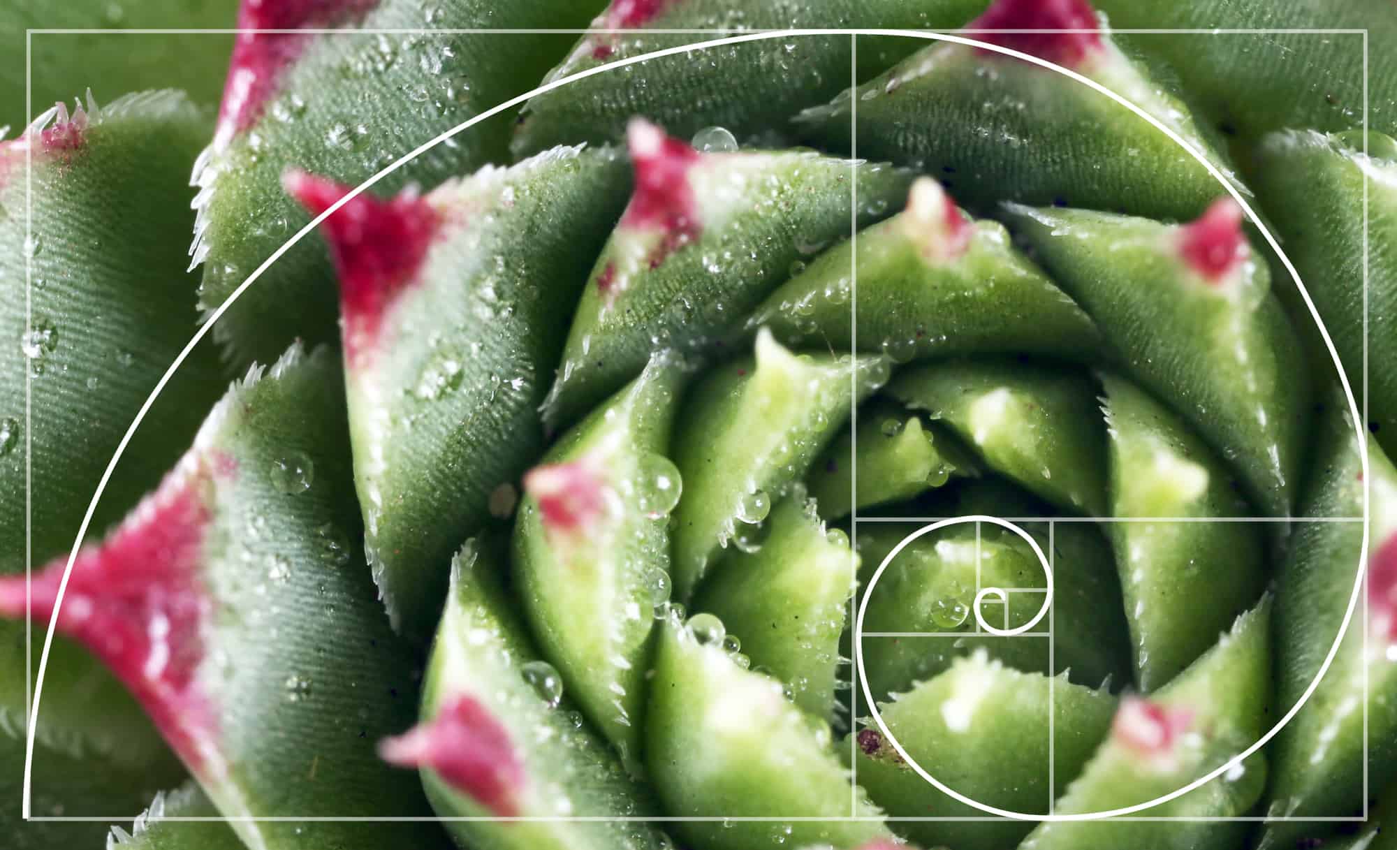 Use the Golden Spiral to draw attention