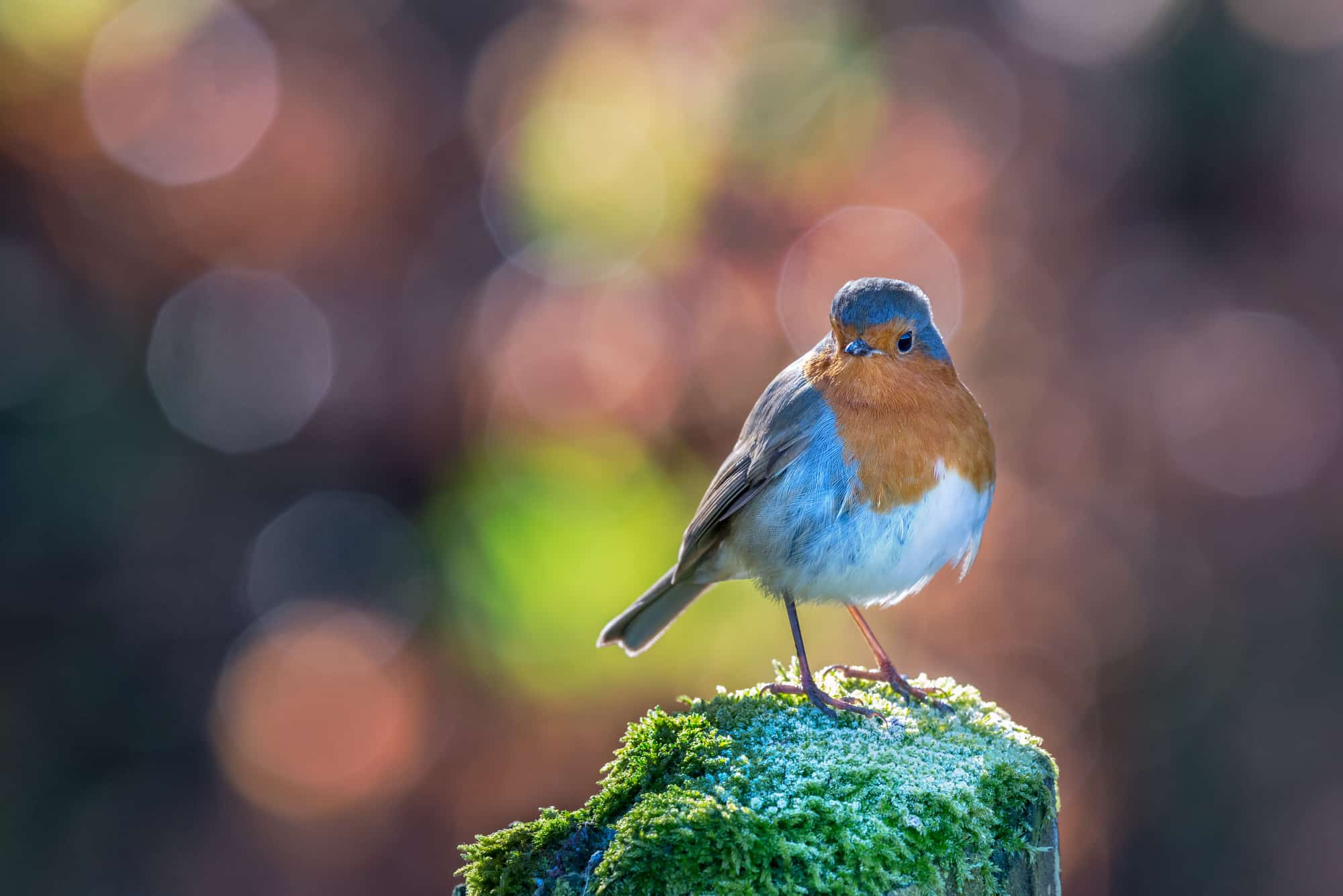 how to create the bokeh effect in photography 