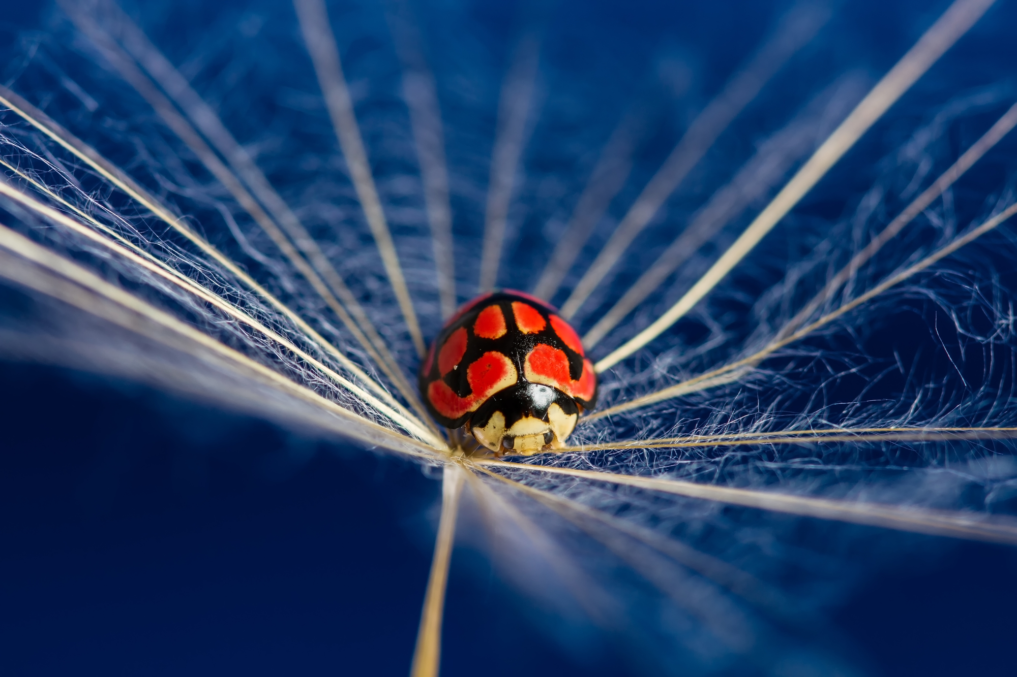 how to use macro lenses