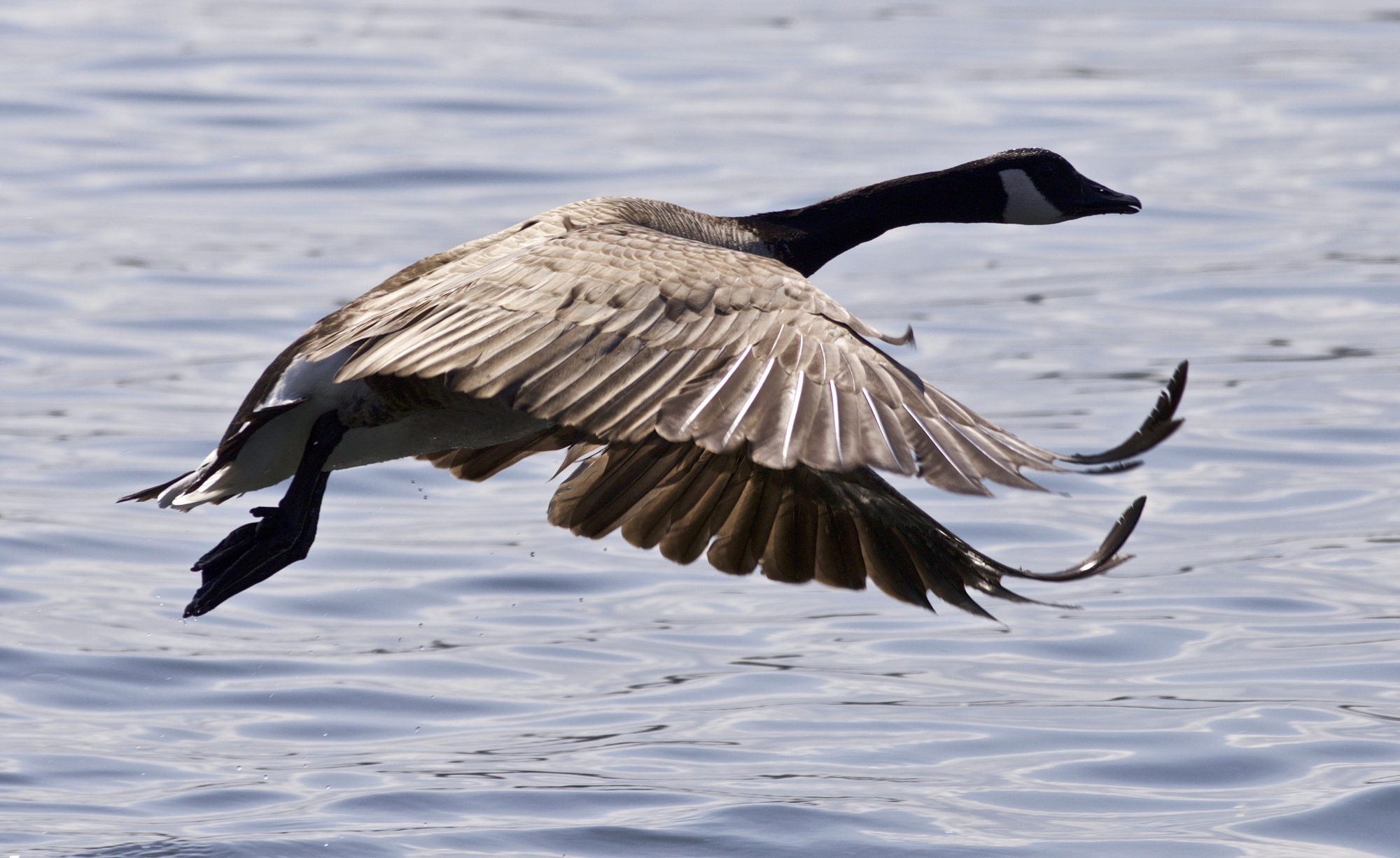 Beautiful isolated photo with a Canada goose taking off from the water