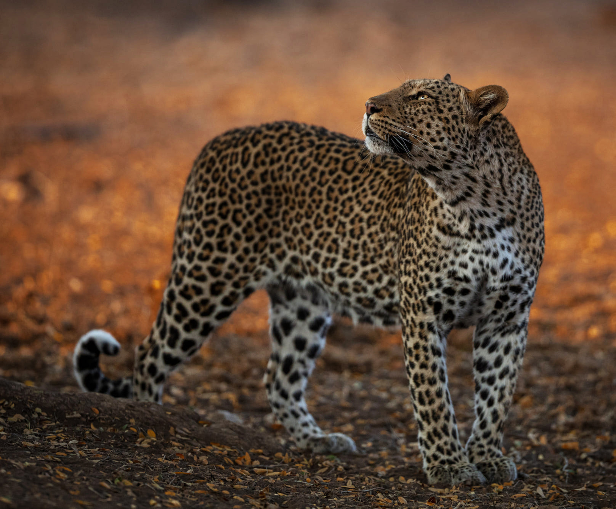 Selective Focus Shot Beautiful Indian Leopard Botswana